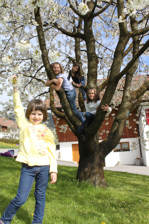 Kirschenbl__te Fraxern 2014 _47_.jpg