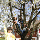 Kirschenbl__te Fraxern 2014 _47_.jpg