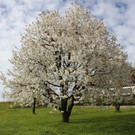 Kirschenbl__te Fraxern 2014 _88_.jpg