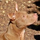 Atlas: Schlauer, liebenswerter Rüde sucht seine Menschen