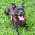 Beauty: Ruhige Hündin sucht einen schönen Einzelplatz