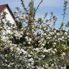 Fr__hling SPAZIERGANG 2014 _3_.JPG