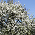 Fr__hling SPAZIERGANG 2014 _5_.JPG