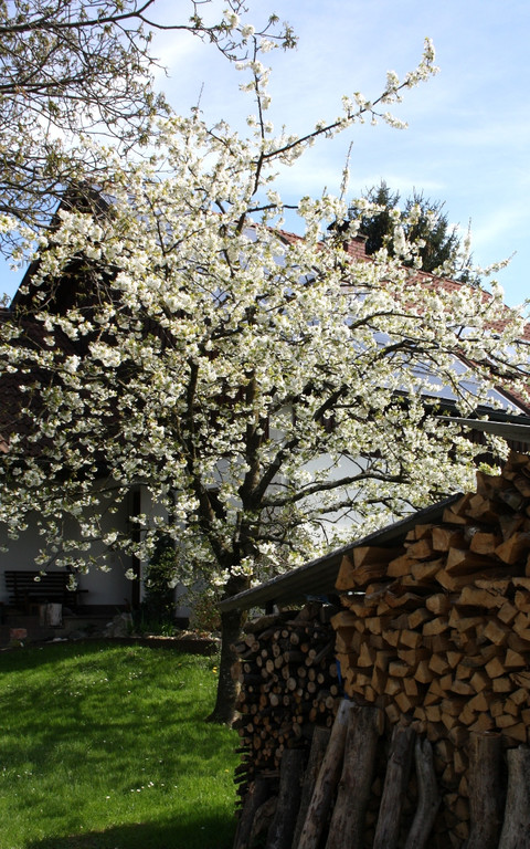 Fr__hling SPAZIERGANG 2014 _6_.JPG
