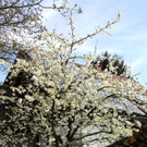 Fr__hling SPAZIERGANG 2014 _6_.JPG