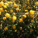 Fr__hling SPAZIERGANG 2014 _8_.JPG