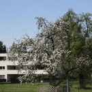 Fr__hling SPAZIERGANG 2014 _9_.JPG