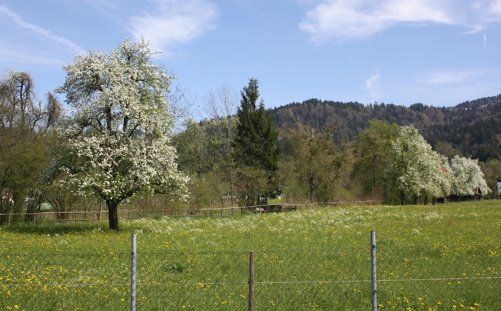 Fr__hling SPAZIERGANG 2014 _10_.JPG