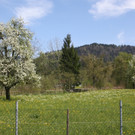 Fr__hling SPAZIERGANG 2014 _10_.JPG