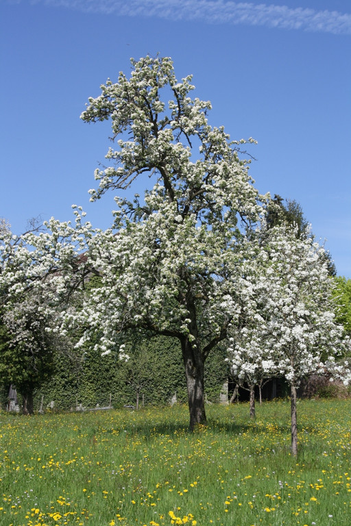Fr__hling SPAZIERGANG 2014 _15_.JPG