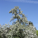 Fr__hling SPAZIERGANG 2014 _15_.JPG