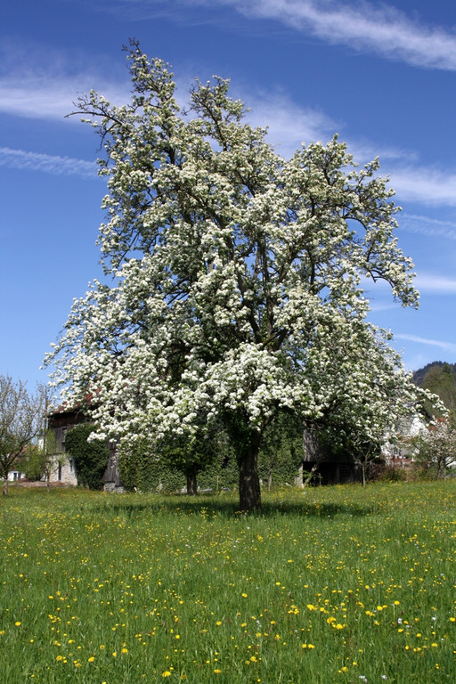 Fr__hling SPAZIERGANG 2014 _16_.JPG