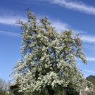 Fr__hling SPAZIERGANG 2014 _16_.JPG