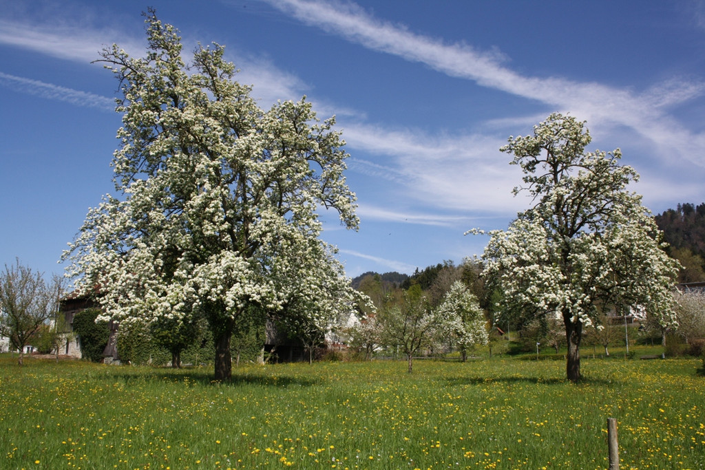 Fr__hling SPAZIERGANG 2014 _17_.JPG