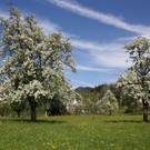 Fr__hling SPAZIERGANG 2014 _17_.JPG