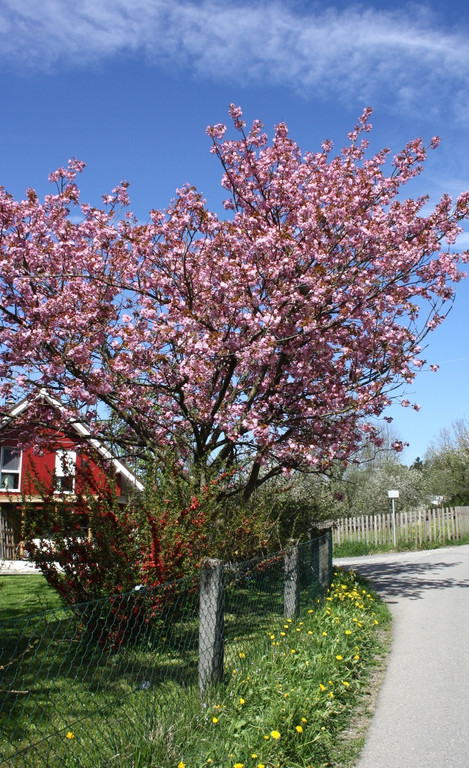 Fr__hling SPAZIERGANG 2014 _19_.JPG