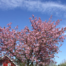 Fr__hling SPAZIERGANG 2014 _19_.JPG