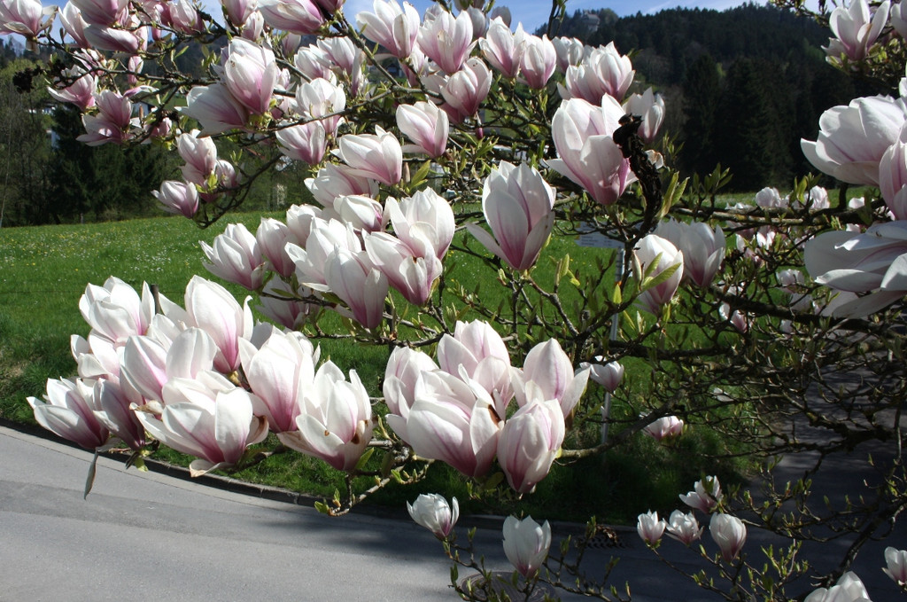 Fr__hling SPAZIERGANG 2014 _21_.JPG