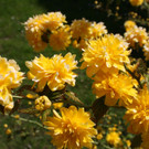 Fr__hling SPAZIERGANG 2014 _23_.JPG
