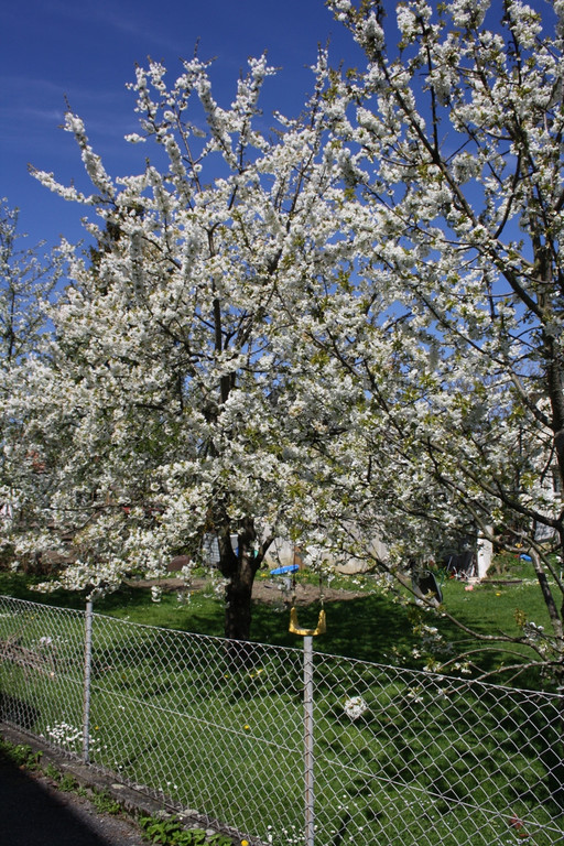 Fr__hling SPAZIERGANG 2014 _26_.JPG