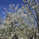 Fr__hling SPAZIERGANG 2014 _26_.JPG