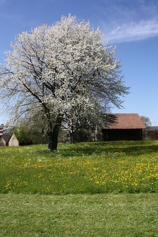 Fr__hling SPAZIERGANG 2014 _29_.JPG