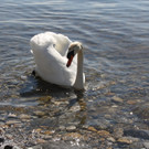 Fr__hling SPAZIERGANG 2014 _33_.JPG