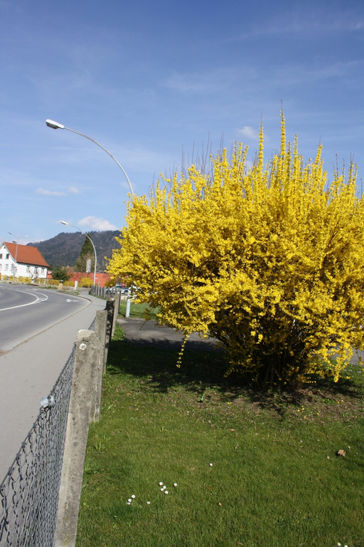 Fr__hling SPAZIERGANG 2014 _47_.JPG