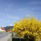 Fr__hling SPAZIERGANG 2014 _47_.JPG