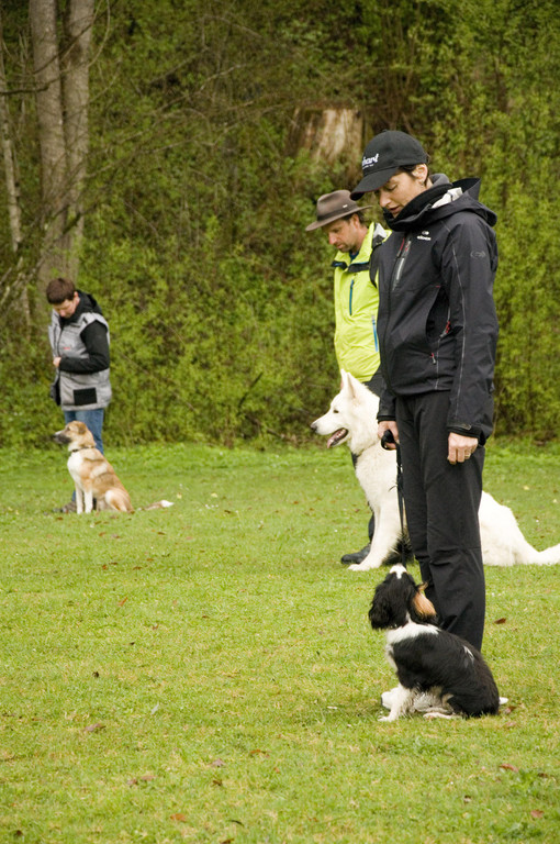 hundesport1.jpg