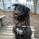 Floh: Braver verspielter Rüde hofft auf ein feines Zuhause