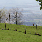 Mufflon-Nachwuchs am Alpenwildpark Pfänder