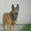 Steve: Schlauer Rüde hätte am liebsten einen Platz mit Garten