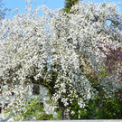 DSC_0125.JPG