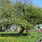 DSC_0126.JPG