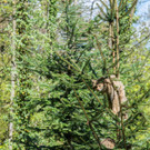 Dramatische Rettung einer Wildkatze im Wildpark Feldkirch