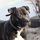 Enzo: Freundlicher verspielter Rüde hätte gern richtiges Daheim