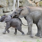 Elefanten-Kinder Iqhwa und Tuluba im Tiergarten Schönbrunn