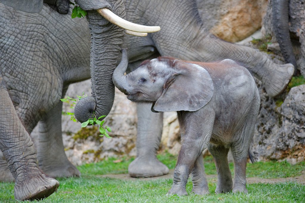 PA_Elefanten3.jpg