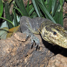 Dreifarbwaran-G__ntherHulla _1_.jpg