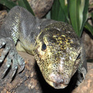 Dreifarbwaran-G__ntherHulla _3_.jpg