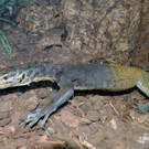 Dreifarbwaran-G__ntherHulla _4_.jpg