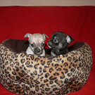 Chihuahua Babys