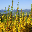 DSC019.JPG