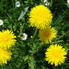 DSC025.jpg