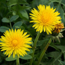 DSC039.JPG