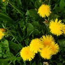 DSC050.JPG