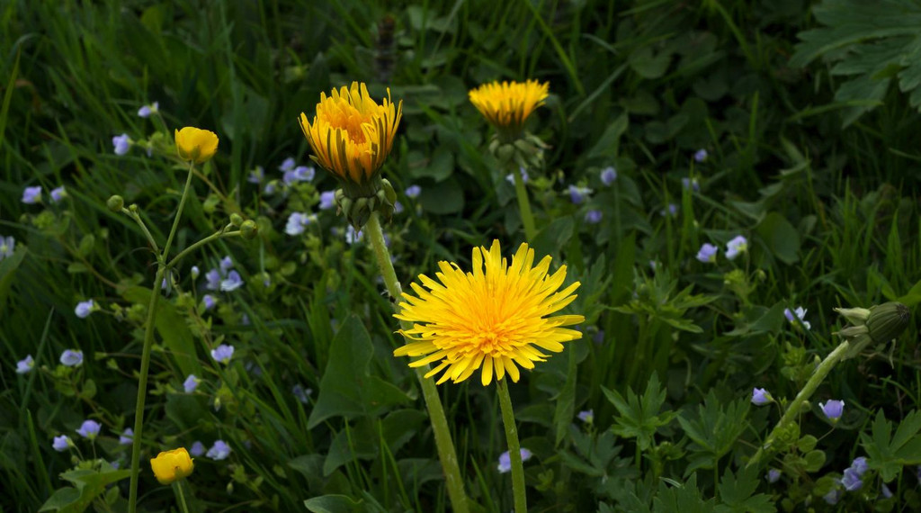DSC057.JPG