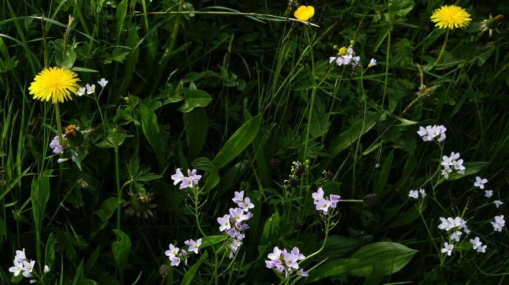 DSC080.JPG