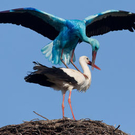 storch.jpg